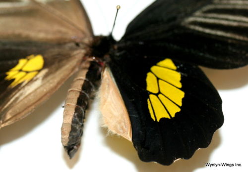 Troides haliphron Bilateral Gynandromorph 2 (Internet Image property of respective owner, non-commercial use only)